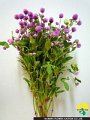 Gomphrena globosa Audrey Pink